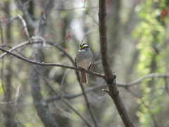 White-throated Sparrow 