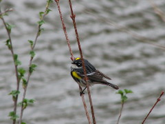 Yellow-rumped Warbler