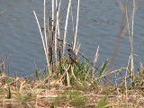 Yellow-rumped Warbler