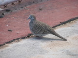 Zebra Doves