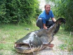 A largish catfish.