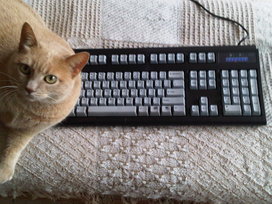The cat has my keyboard