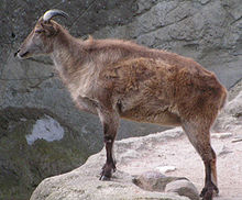 himalayan tahr