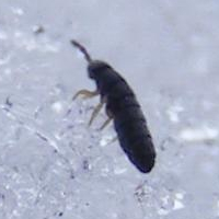 Snowflea